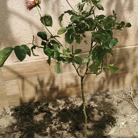Gazde/Camere de închiriat Vila Strat